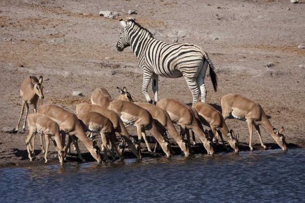 Zebra and black-faced impala, Etosha NP, Namibia